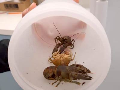 Aquatic-Invasive-Species-crayfish