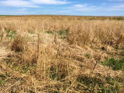 Minnesota Buffer Law grassland