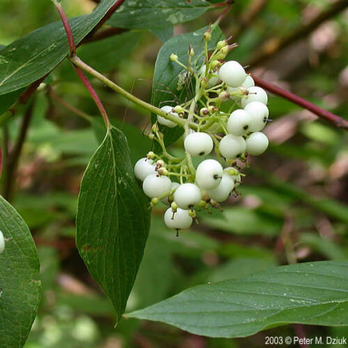 Redosier Dogwood