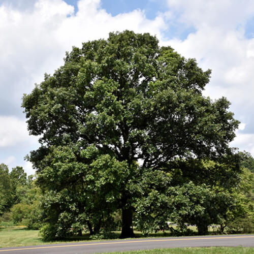 Swamp White Oak