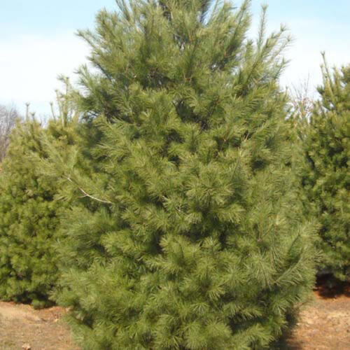 White Pine