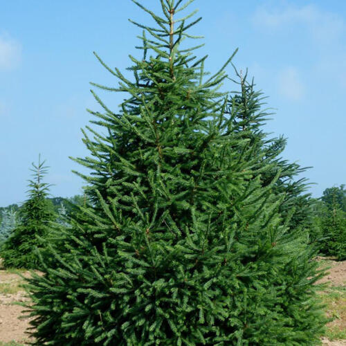 White Spruce