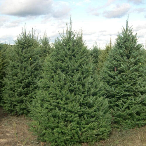 Balsam Fir