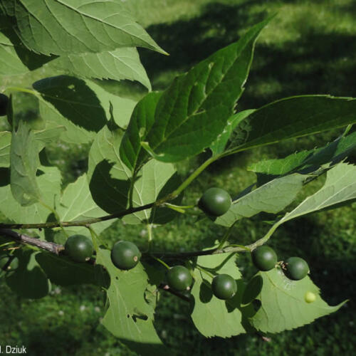 Hackberry