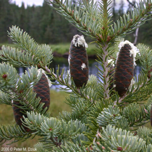 Balsam Fir