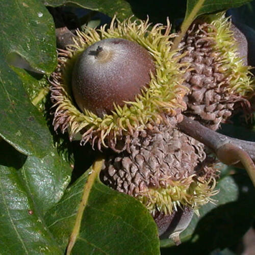 Bur Oak