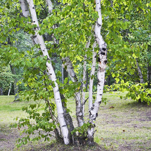 Paper Birch