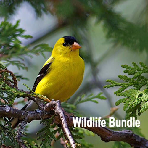 Bundle-Bird