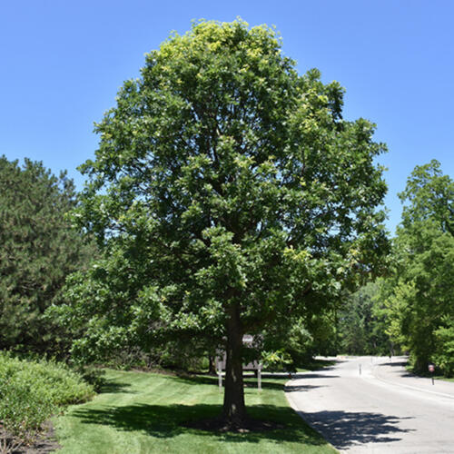 Bur Oak