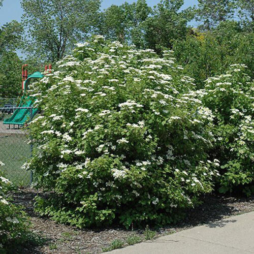 Cranberry Bush