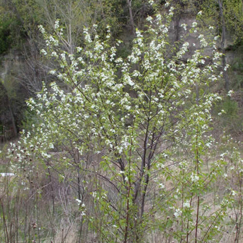 American Plum