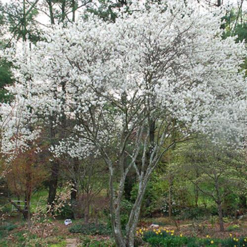 Serviceberry