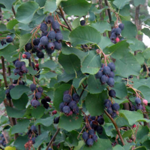 Serviceberry