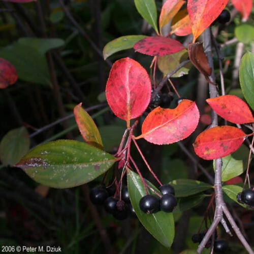 Black Chokeberry