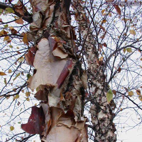 River Birch