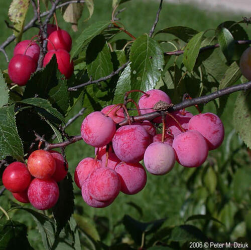 American Plum