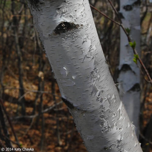 Paper Birch